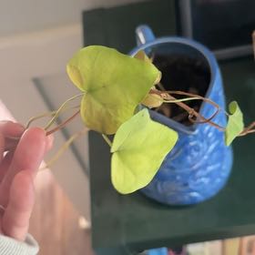 Photo of the plant species Yellow Passionflower by @PoetWingfern50 named Naomi on Greg, the plant care app