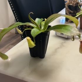 Photo of the plant species monkey cup by @BraveSpinach55 named Pitcher on Greg, the plant care app