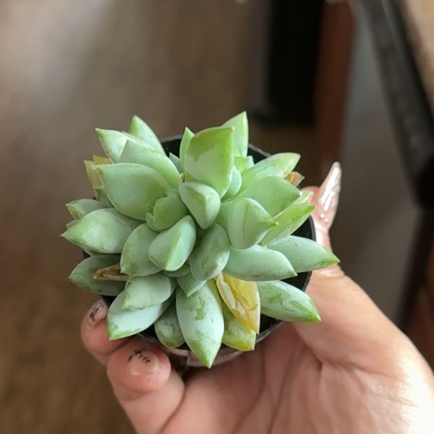 Photo of the plant species Sedeveria by @Miimiigee named Harry on Greg, the plant care app