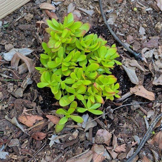 Photo of the plant species succulent by @PositiveRedwood named Sol on Greg, the plant care app