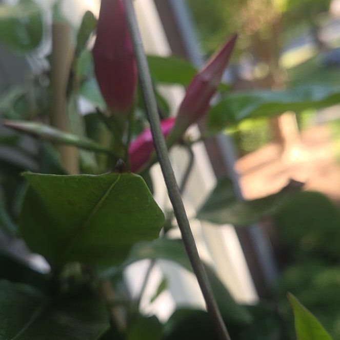 Photo of the plant species Red Mandevilla by @NovelCobnut71 named Oscar on Greg, the plant care app