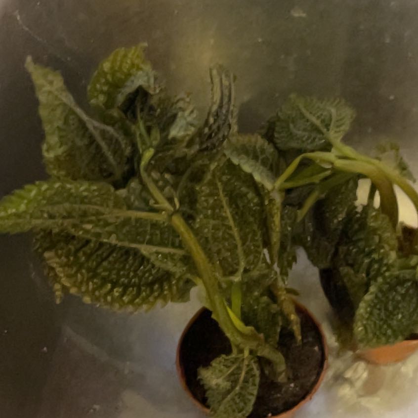 Photo of the plant species Moon Valley by @SirRuby13 named Kendall on Greg, the plant care app