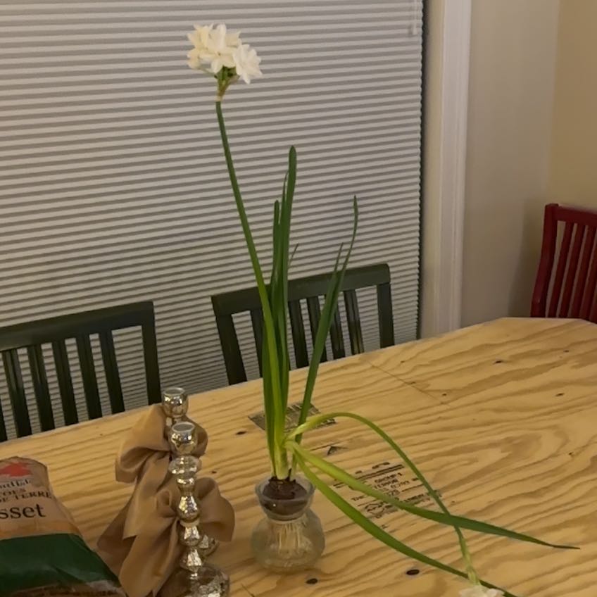 Photo of the plant species Daffodil by @JesterTawapou34 named Bodhi on Greg, the plant care app