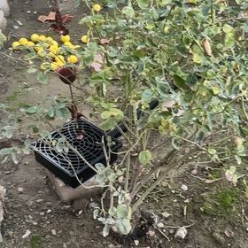 Photo of the plant species Sea Hibiscus by @TryMarestail86 named Stella on Greg, the plant care app