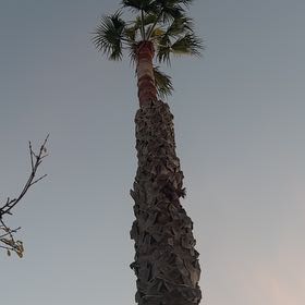 Photo of the plant species Mexican Fan Palm by @TryMarestail86 named Baesil on Greg, the plant care app