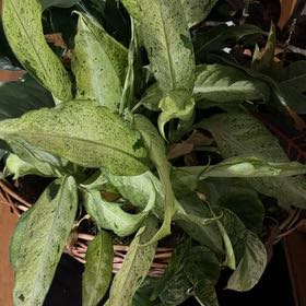 Photo of the plant species Redvein Dock by @FairMonstera32 named Treeyoncé on Greg, the plant care app
