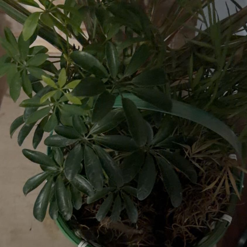 Photo of the plant species Barren Brome by @FairMonstera32 named Gregarious on Greg, the plant care app