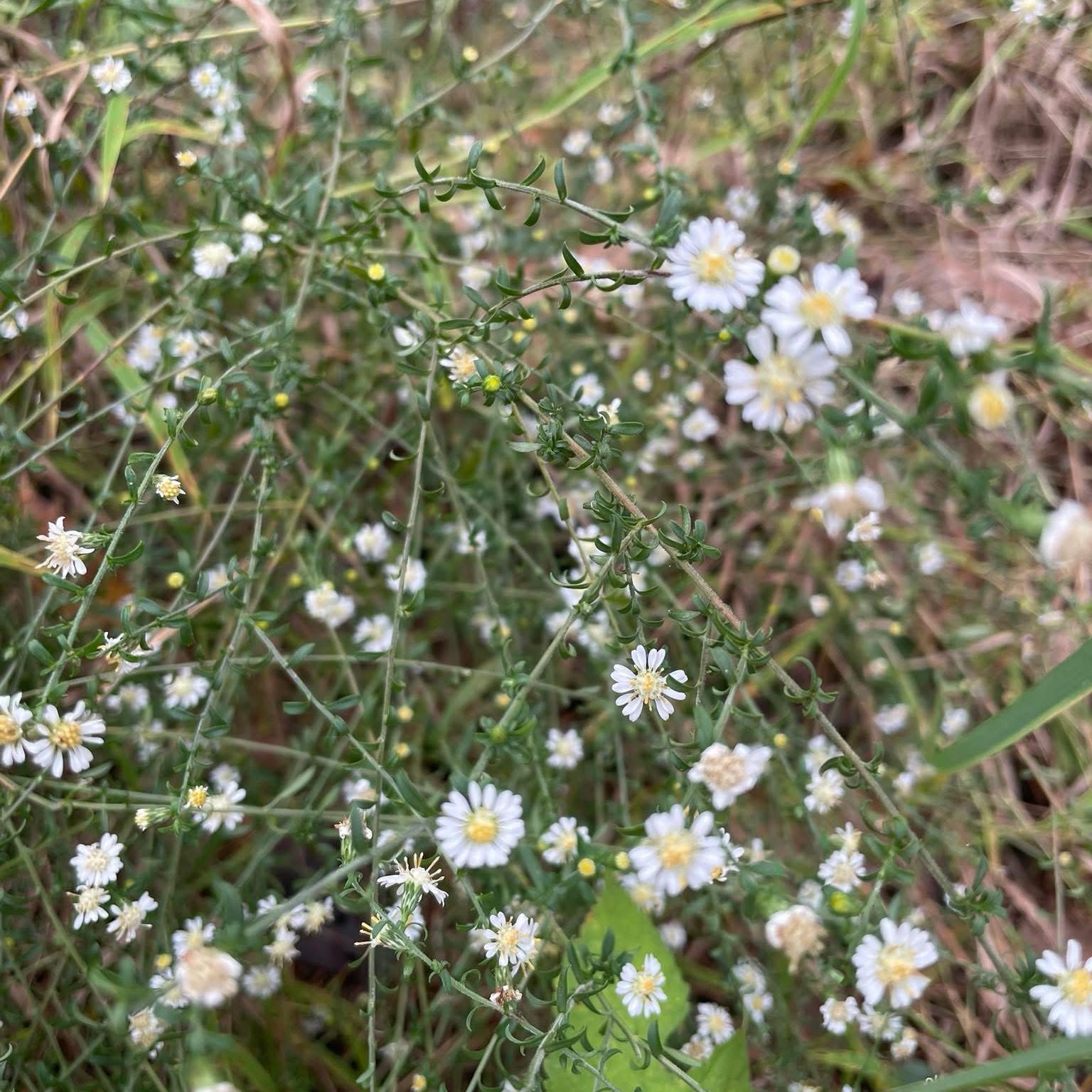 Photo of the plant species Heath Aster by @DreamyCowslip50 named Demi on Greg, the plant care app