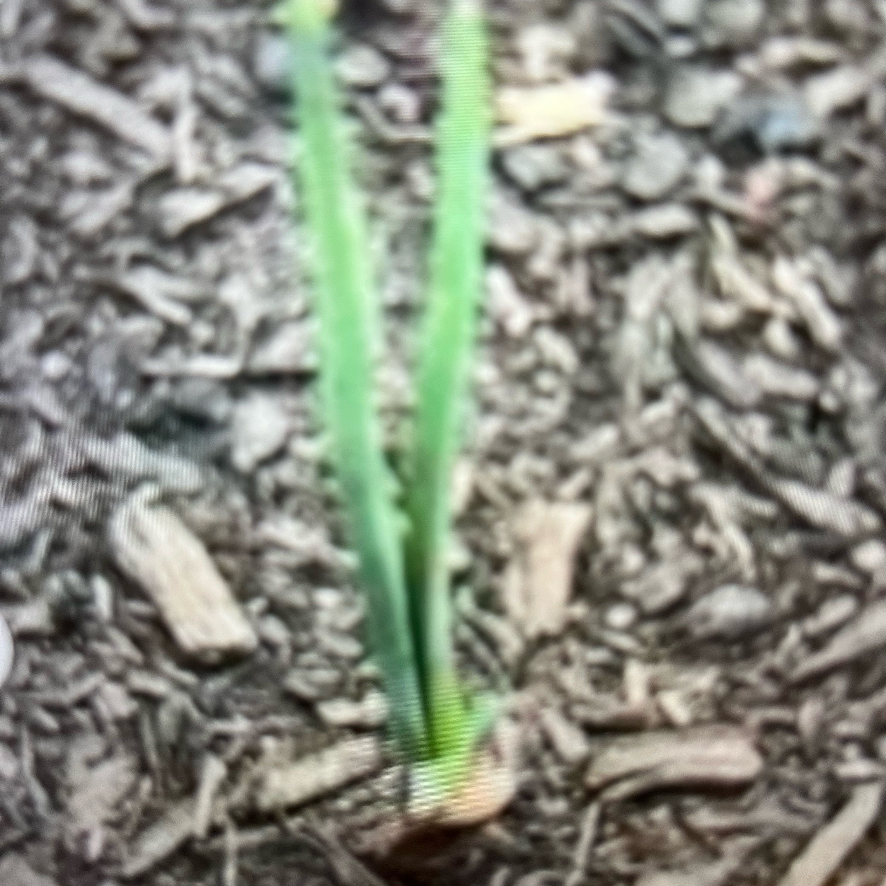 Photo of the plant species Vidalia Onion by @DreamyCowslip50 named Vidora Yellow Onions on Greg, the plant care app