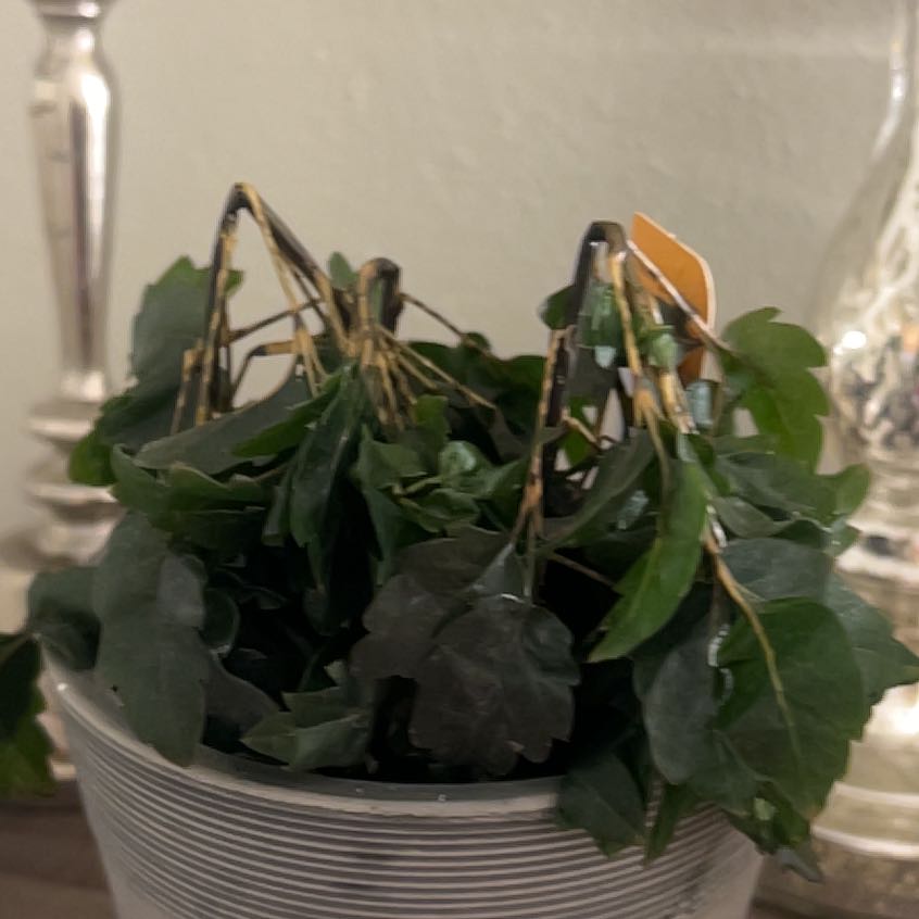Photo of the plant species Olympia False Aralia by @ActualFlax90 named Pax on Greg, the plant care app