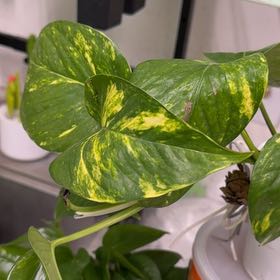 Photo of the plant species Pothos by @LastingBilberry named da Vinci on Greg, the plant care app