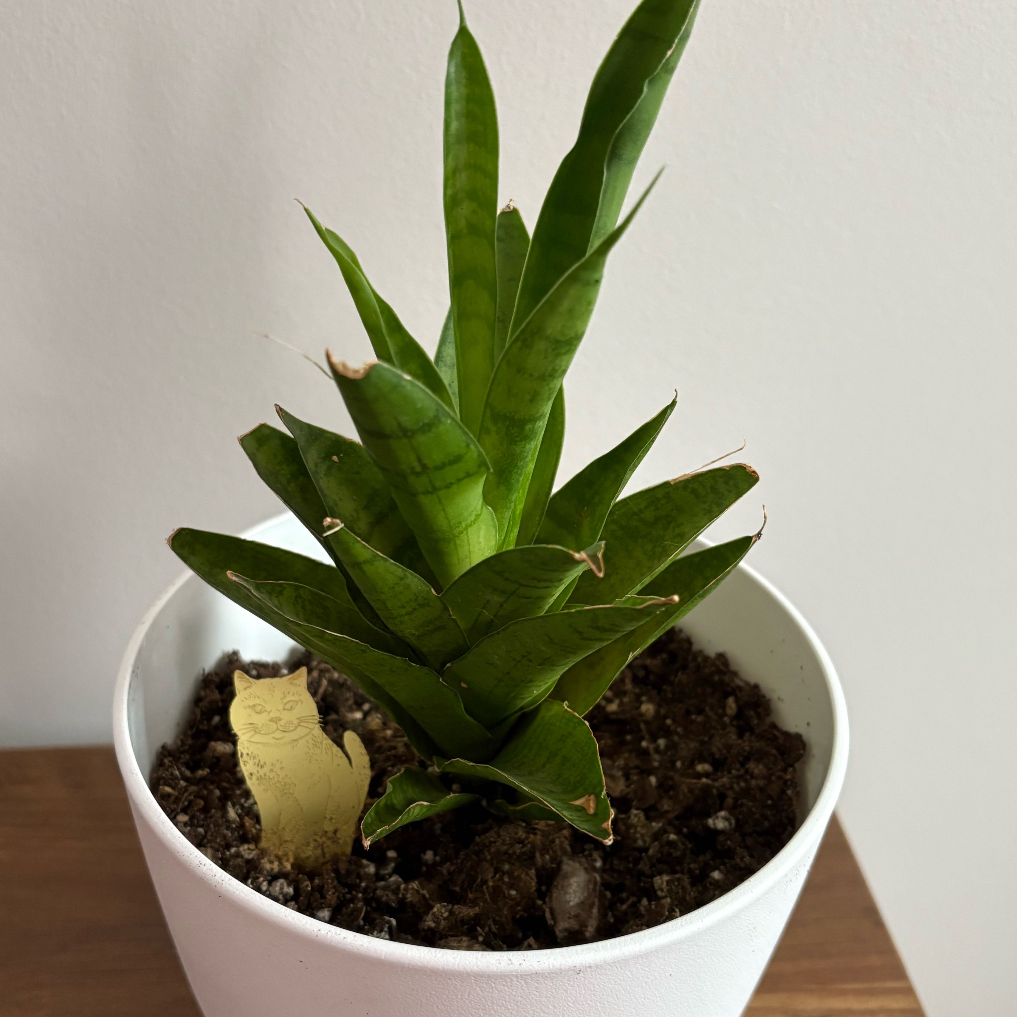 Photo of the plant species Tough Lady by @FreshNoblefir15 named Queenie on Greg, the plant care app