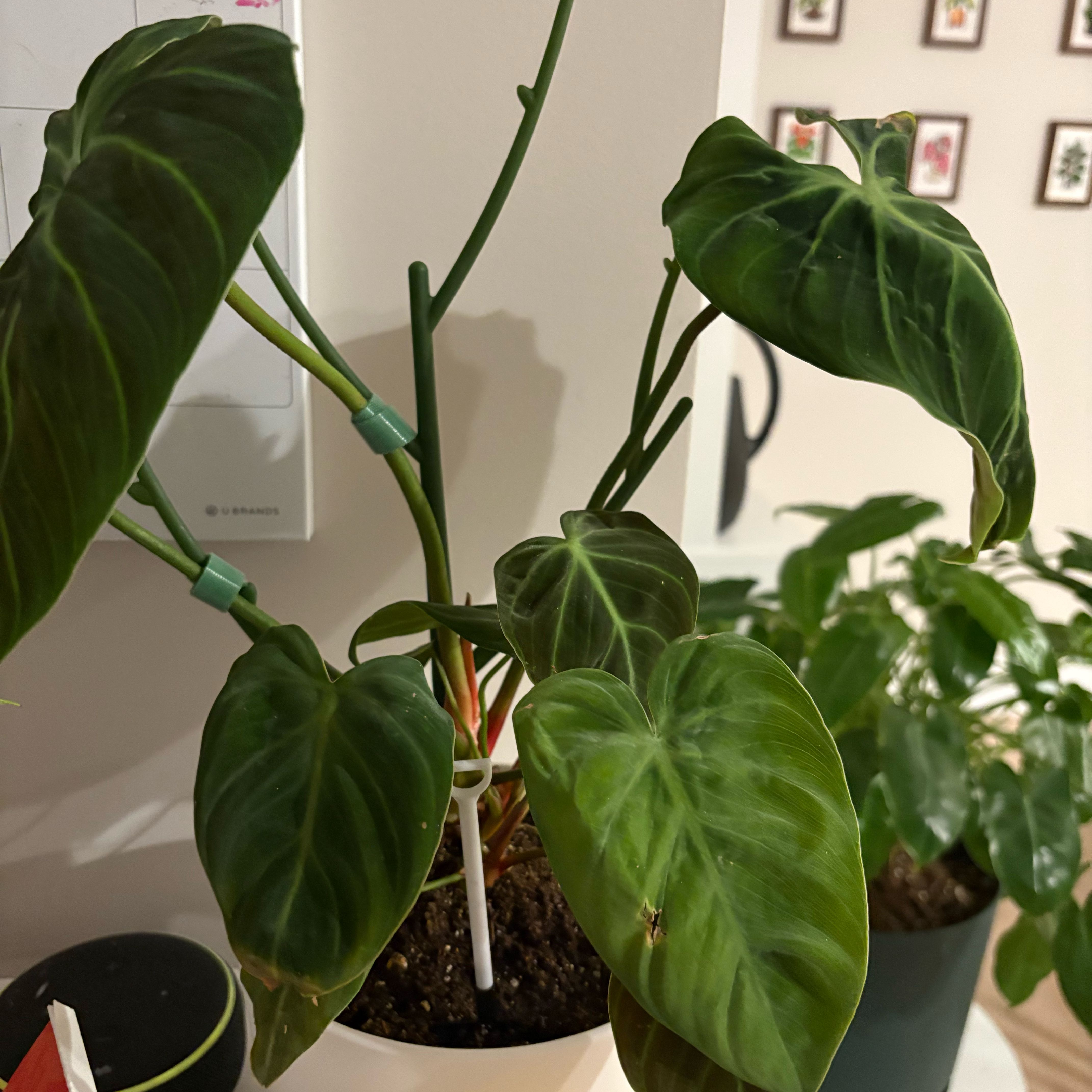 Photo of the plant species Philodendron 'El Choco' by @FreshNoblefir15 named Flamethrower on Greg, the plant care app