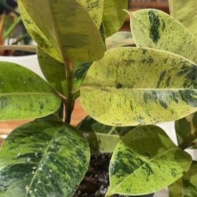 Photo of the plant species Ficus shivereana 'Moonshine' Variegated by @FreshNoblefir15 named Delilah on Greg, the plant care app