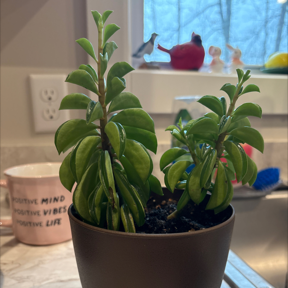 Photo of the plant species Prayer Pepper by @FreshNoblefir15 named Firesparks on Greg, the plant care app