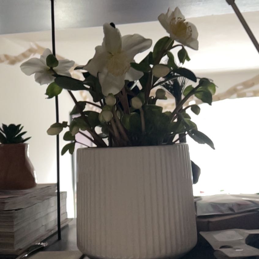 Photo of the plant species Christmas Rose by @ZestyRedbuckeye named Hellen keller on Greg, the plant care app