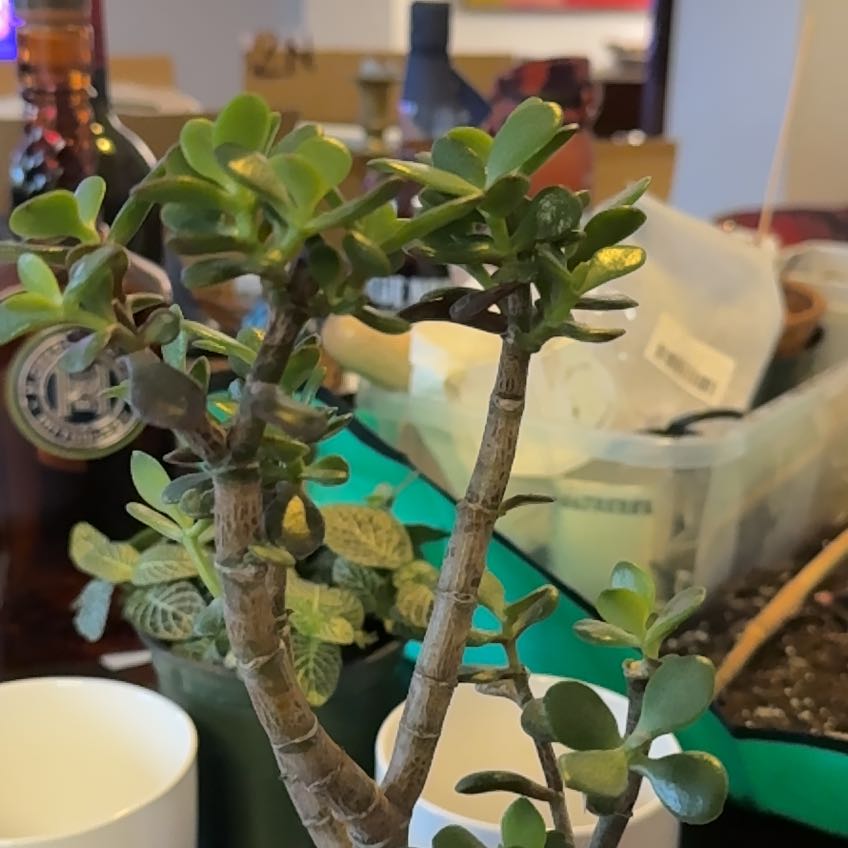 Photo of the plant species Dwarf Jade Plant by @HeroicChinarose named Zeus on Greg, the plant care app