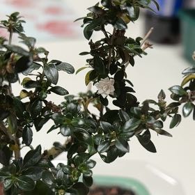Photo of the plant species Snowrose by @StarSalsify29 named Robert Plant on Greg, the plant care app