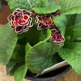 Photo of the plant species Double Primrose by @GentleCanna19 named Ruby on Greg, the plant care app