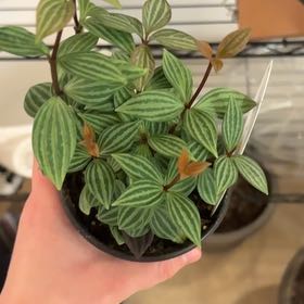 Photo of the plant species Stilt Peperomia by @GentleCanna19 named Ulysses S Plant on Greg, the plant care app