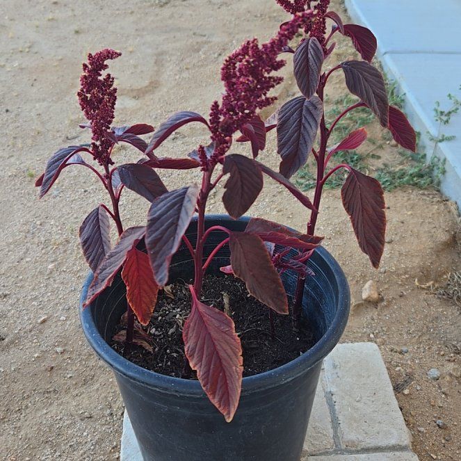 Photo of the plant species Blood Amaranth by @WinBearcorn15 named Treeyoncé on Greg, the plant care app
