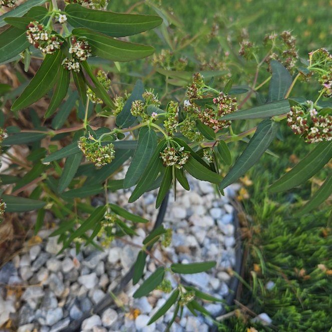 Photo of the plant species Graceful Sandmat by @WinBearcorn15 named Hamilton on Greg, the plant care app