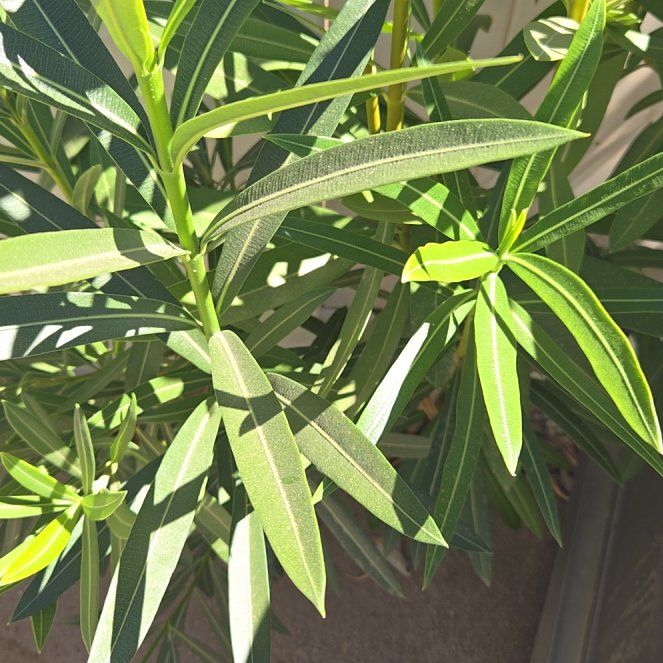 Photo of the plant species Oleander by @WinBearcorn15 named Gomez on Greg, the plant care app