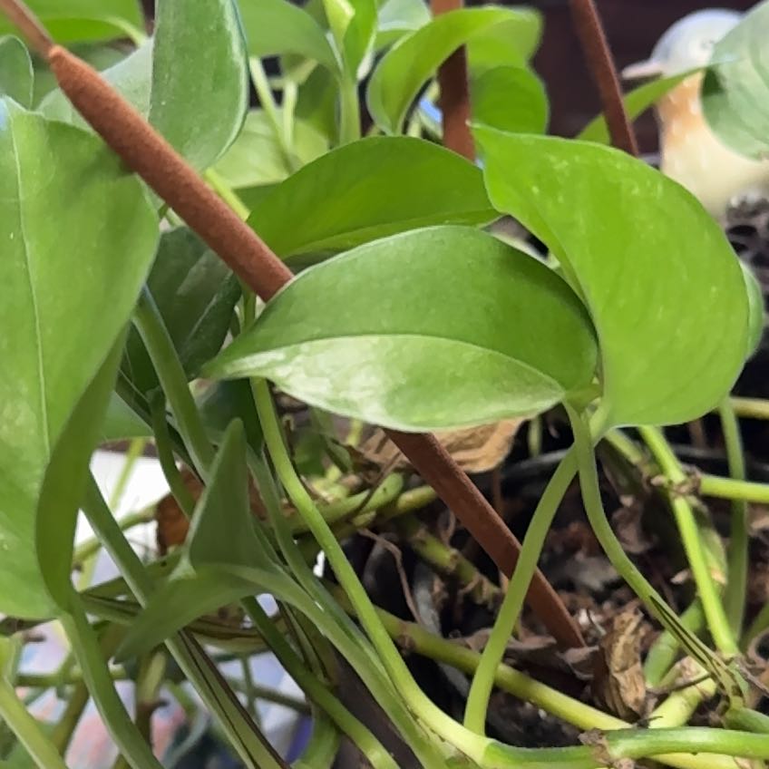 Photo of the plant species Swamp Morning Glory by @PrudentRimu19 named Beckham on Greg, the plant care app