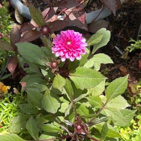 Photo of the plant species Garden Dahlia by @VibrantWhitefir named Zion on Greg, the plant care app
