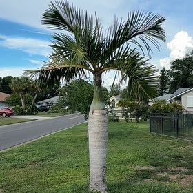 Photo of the plant species Christmas Palm by @SassyGabisan31 named Osmo on Greg, the plant care app