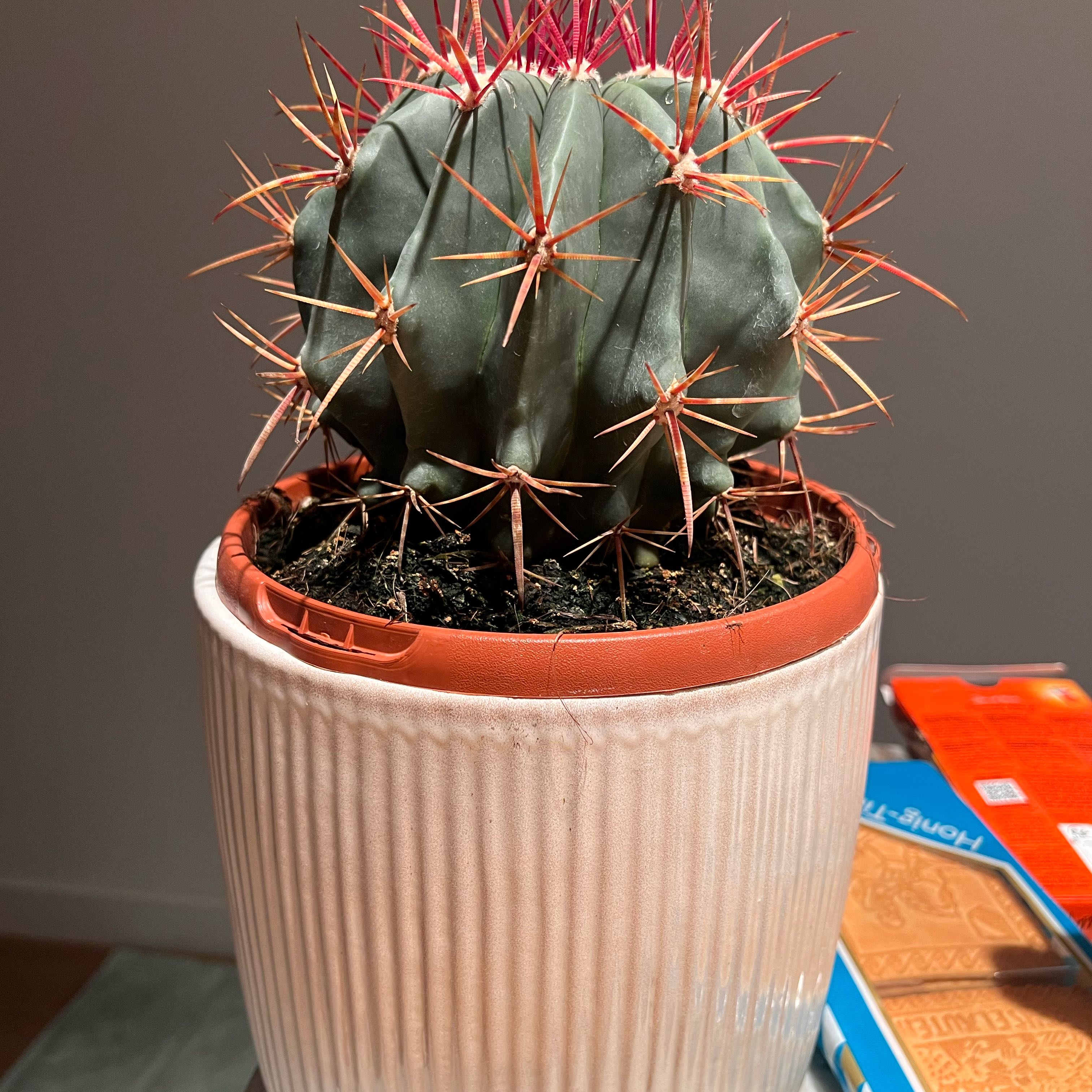 Photo of the plant species Fire Barrel Cactus by @YernFuchsia80 named Marley on Greg, the plant care app