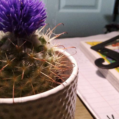 Photo of the plant species Common Fishhook Cactus by @FitLionstail52 named McKinley on Greg, the plant care app