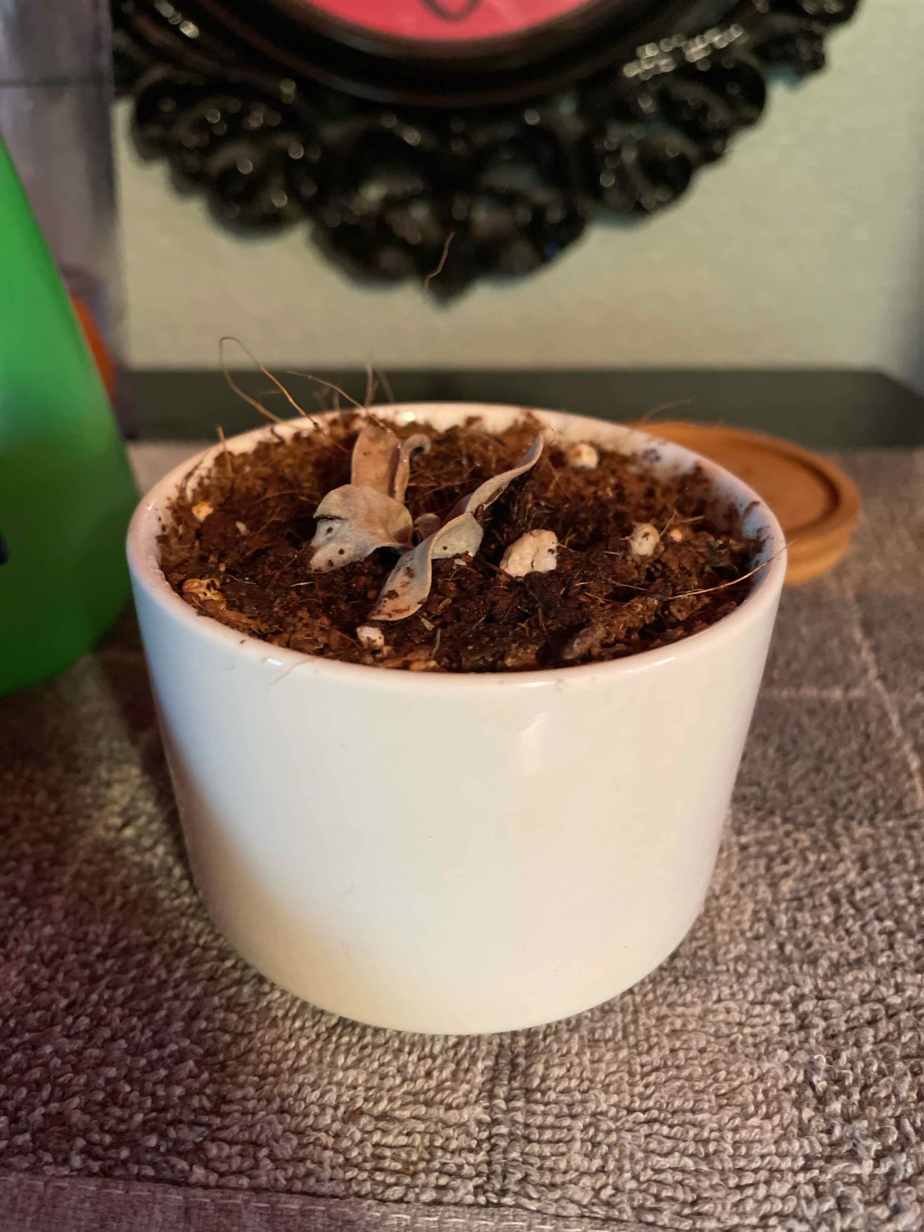 A small potted Airplane Plant with dried and discolored leaves, showing visible soil.