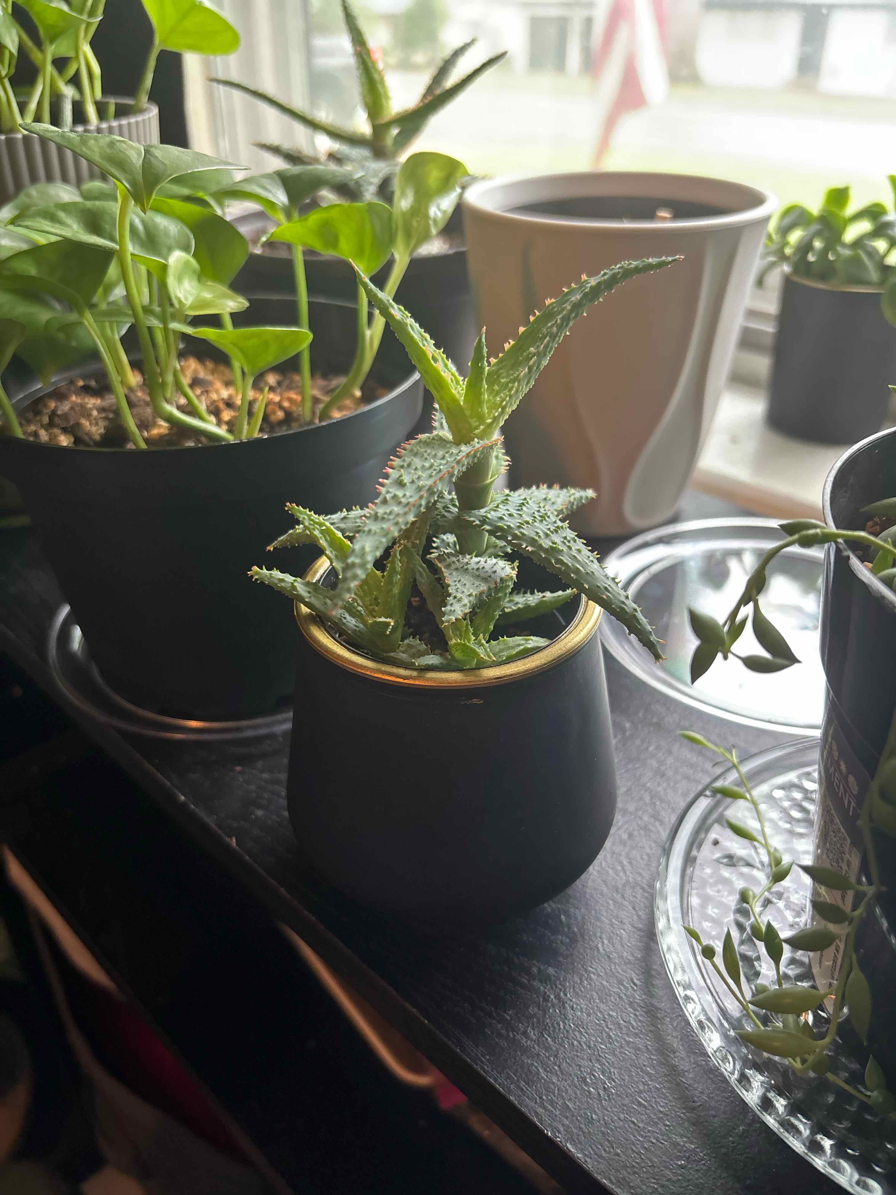 Photo of the plant species Aloe 'Purple People Eater' by @PrettyOkra58 named Daphne on Greg, the plant care app