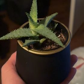 Photo of the plant species Aloe 'Purple People Eater' by @PrettyOkra58 named Daphne on Greg, the plant care app