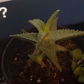 Photo of the plant species Aloe 'Purple People Eater' by @PrettyOkra58 named Bruce Lee on Greg, the plant care app