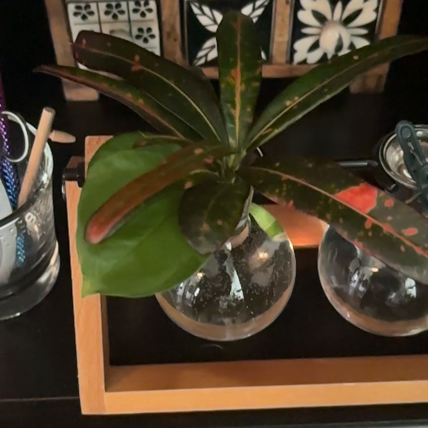 Photo of the plant species Bush on Fire Croton by @PrettyOkra58 named Michelle Branch on Greg, the plant care app