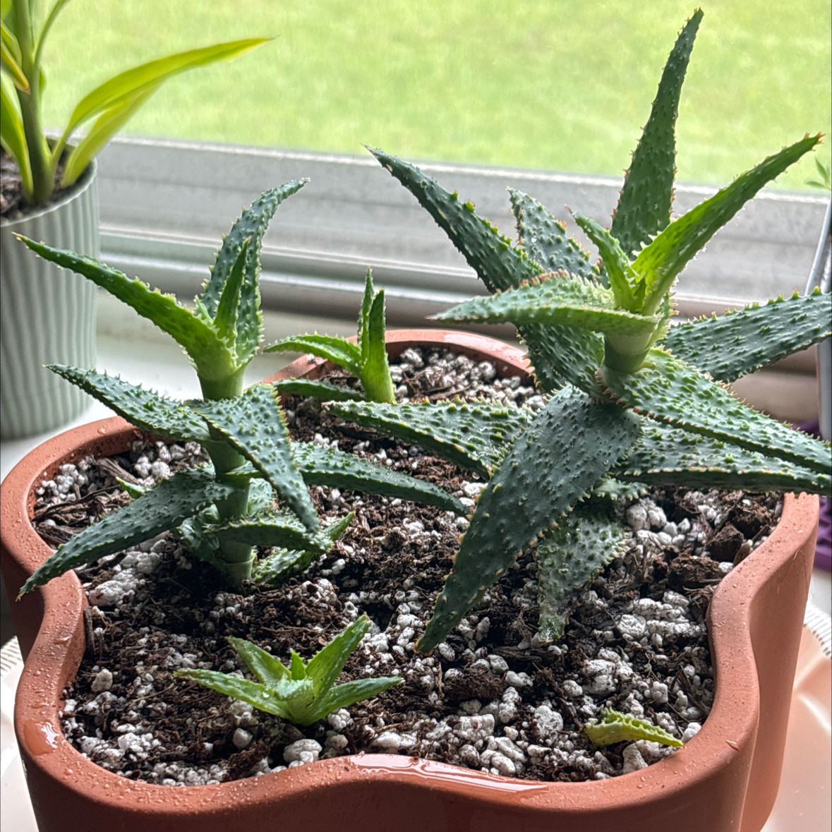 Photo of the plant species Aloe 'Purple People Eater' by @PrettyOkra58 named Bruce Lee on Greg, the plant care app
