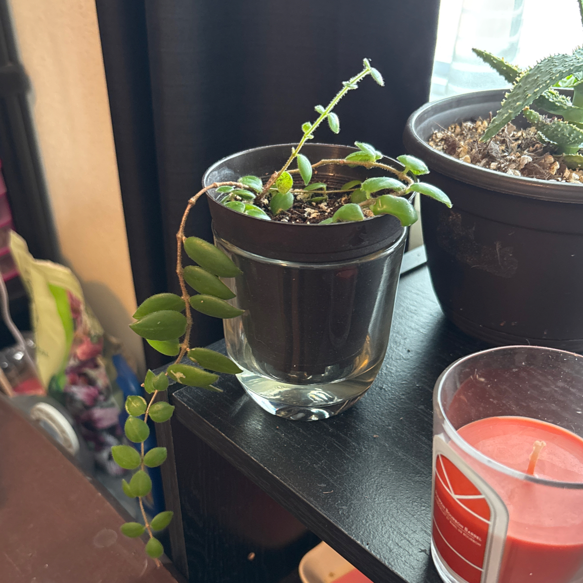Photo of the plant species Lipstick plant 'Japhrolepsis' by @PrettyOkra58 named Sage on Greg, the plant care app
