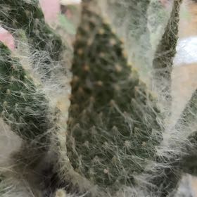 Photo of the plant species Snow Prickly Pear by @BigGollum21 named Hemingway on Greg, the plant care app