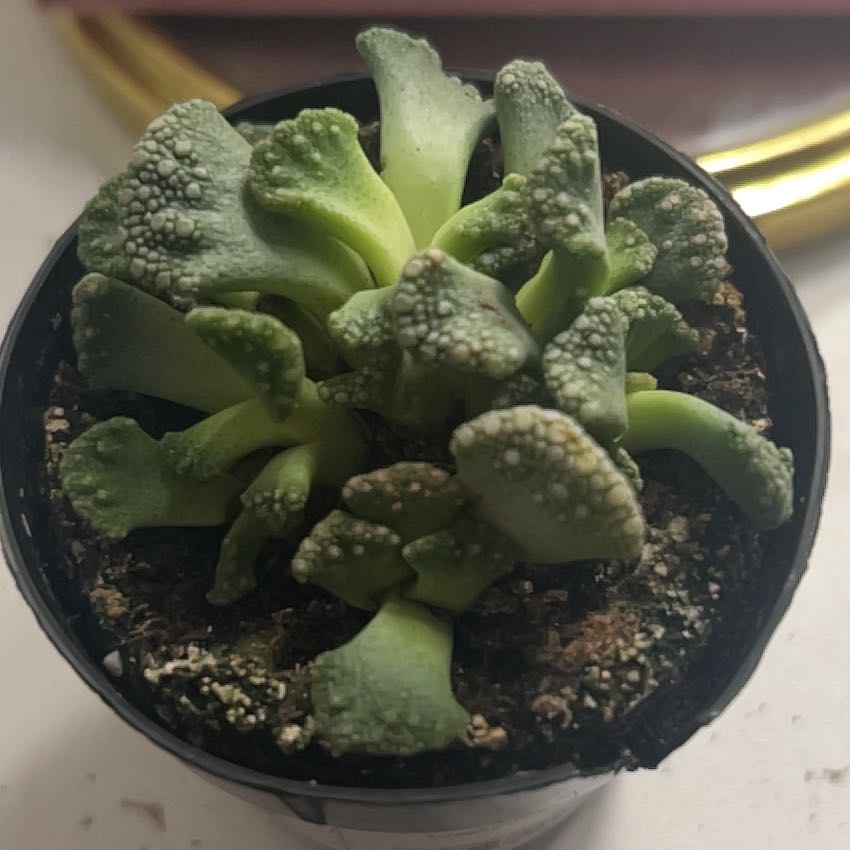 Photo of the plant species Titanopsis calcareum by @AgelessCorkoak named Rainier on Greg, the plant care app