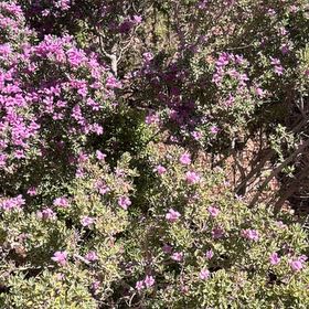Photo of the plant species Texas Barometer Bush by @PetTupeia61 named Cleopatra on Greg, the plant care app