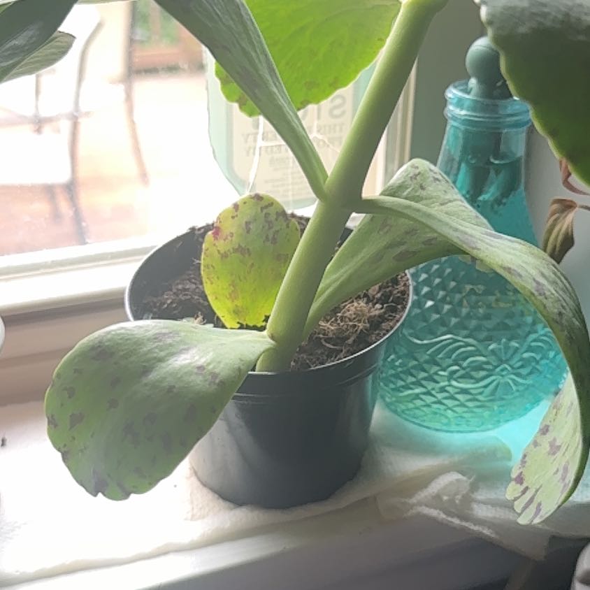 Photo of the plant species Penwiper Plant by @HighCoojong93 named Peter Parker on Greg, the plant care app