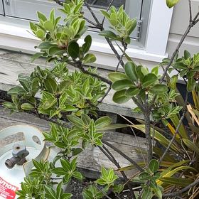 Photo of the plant species New Zealand Hebe by @SisterKaraka48 named Clooney on Greg, the plant care app