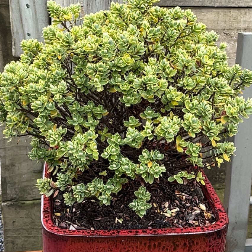 Photo of the plant species Boxwood Beauty by @SisterKaraka48 named Achilles on Greg, the plant care app