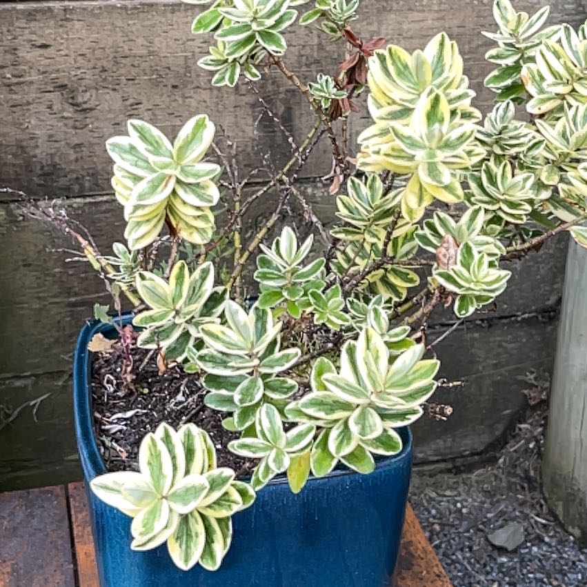 Photo of the plant species New Zealand Hebe by @SisterKaraka48 named Queen on Greg, the plant care app