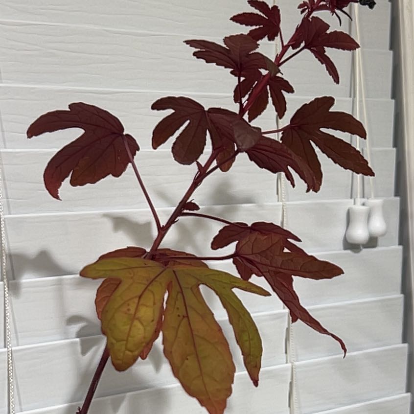 Photo of the plant species Roselle by @PeachyMedeola91 named Shakira on Greg, the plant care app
