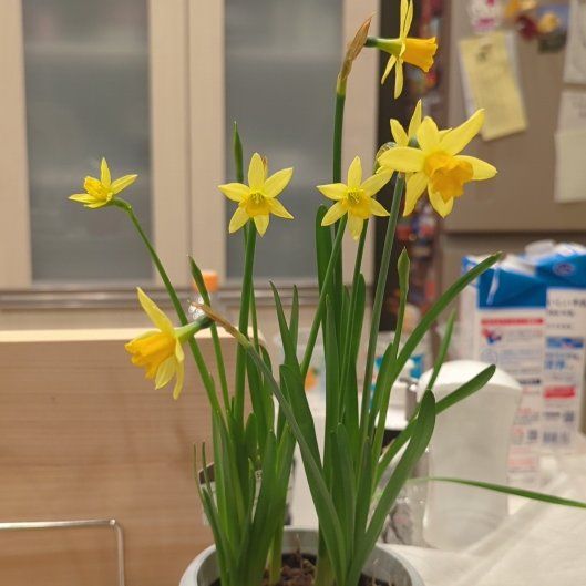 Photo of the plant species Daffodil by @NurseCaladium14 named Hikaru on Greg, the plant care app