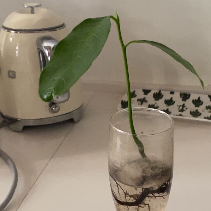 Tree Diddy
