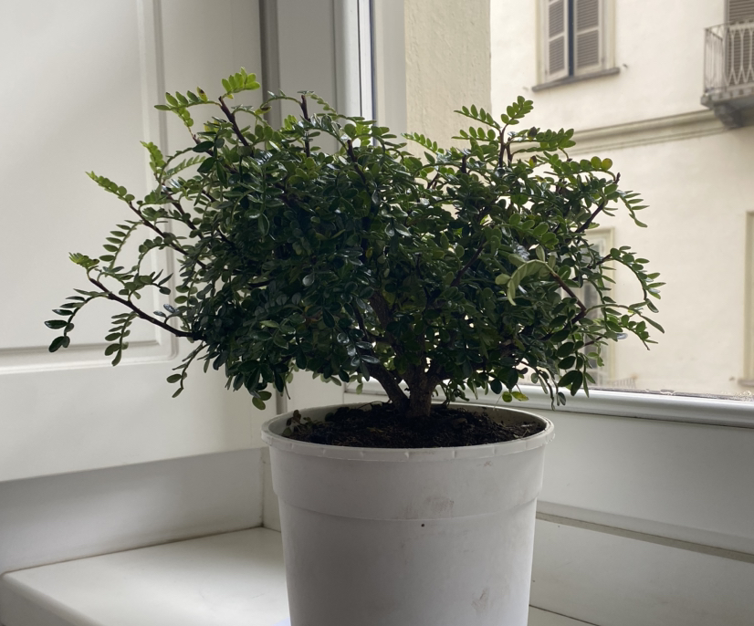 Photo of the plant species Chinese Pepper by @HunkyMiro99 named Pepo on Greg, the plant care app